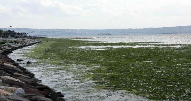 Karşıyaka’da sahil, ‘deniz marulu’ yosunlarla doldu