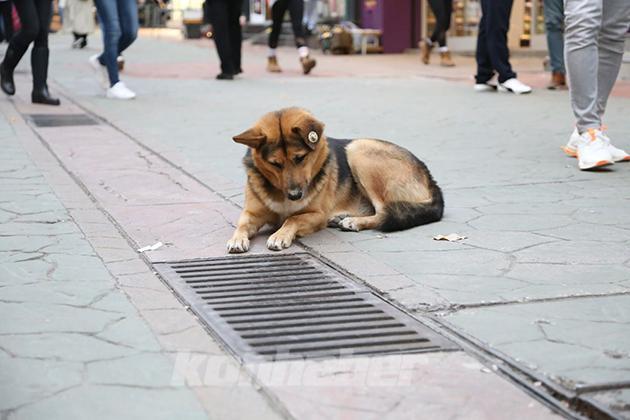 MAZGALLARI İZLEYEN KÖPEĞİN SIRRI ORTAYA ÇIKTI