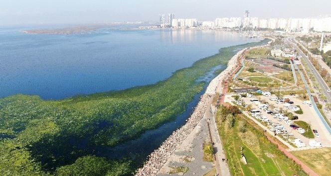 İzmir sahillerine “deniz marulu” istilası