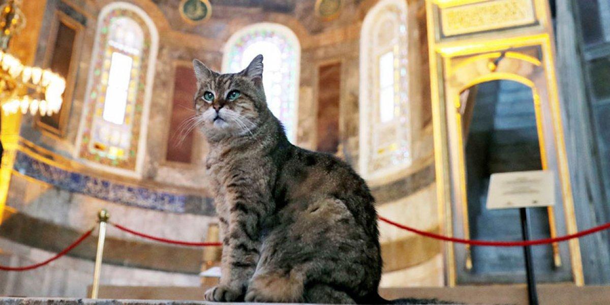 AYASOFYA’NIN MEŞHUR KEDİSİ GLİ YAŞAMINI YİTİRDİ