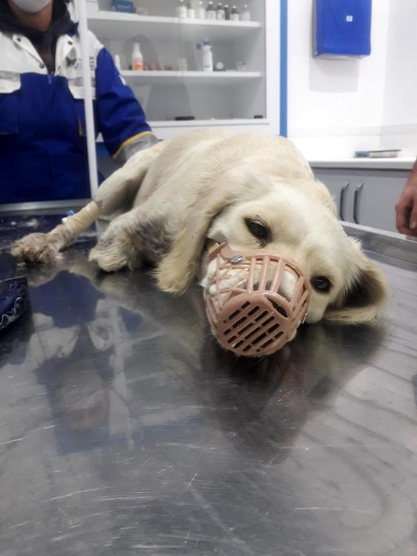 VAHŞET! SAMSUN’DA 2 BACAĞI KESİLMİŞ YAVRU KÖPEK BULUNDU