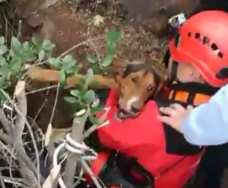 İZMİR İTFAİYESİ MAHSUR KALAN KÖPEĞİ KURTARDI