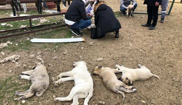 ANKARA’DA VAHŞET: 22 KÖPEK ZEHİRLENEREK ÖLDÜRÜLDÜ