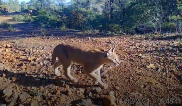 MUĞLA’DA KARAKULAK FOTOKAPAN TARAFINDAN GÖRÜNTÜLENDİ