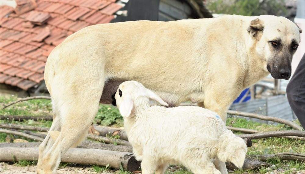 ÇOBAN KÖPEĞİ KUZUNUN SÜT ANNESİ OLDU