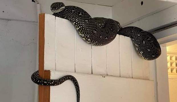 Avustralya’da bir evin çamaşır odasından 3 metrelik piton çıktı