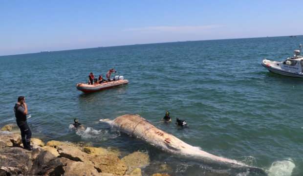 Mersin’de karaya vuran dev balinanın ölüm nedeni açıklandı