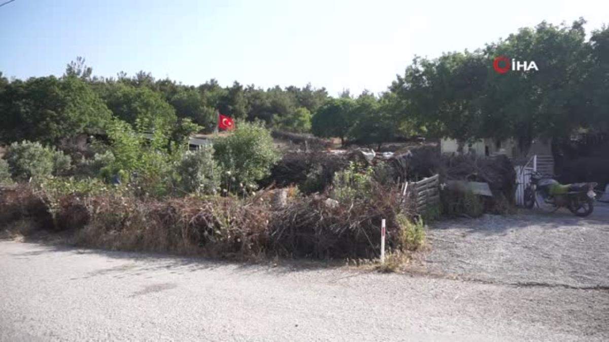 Foça da kara keçisinin nesli tükenme tehlikesi altında