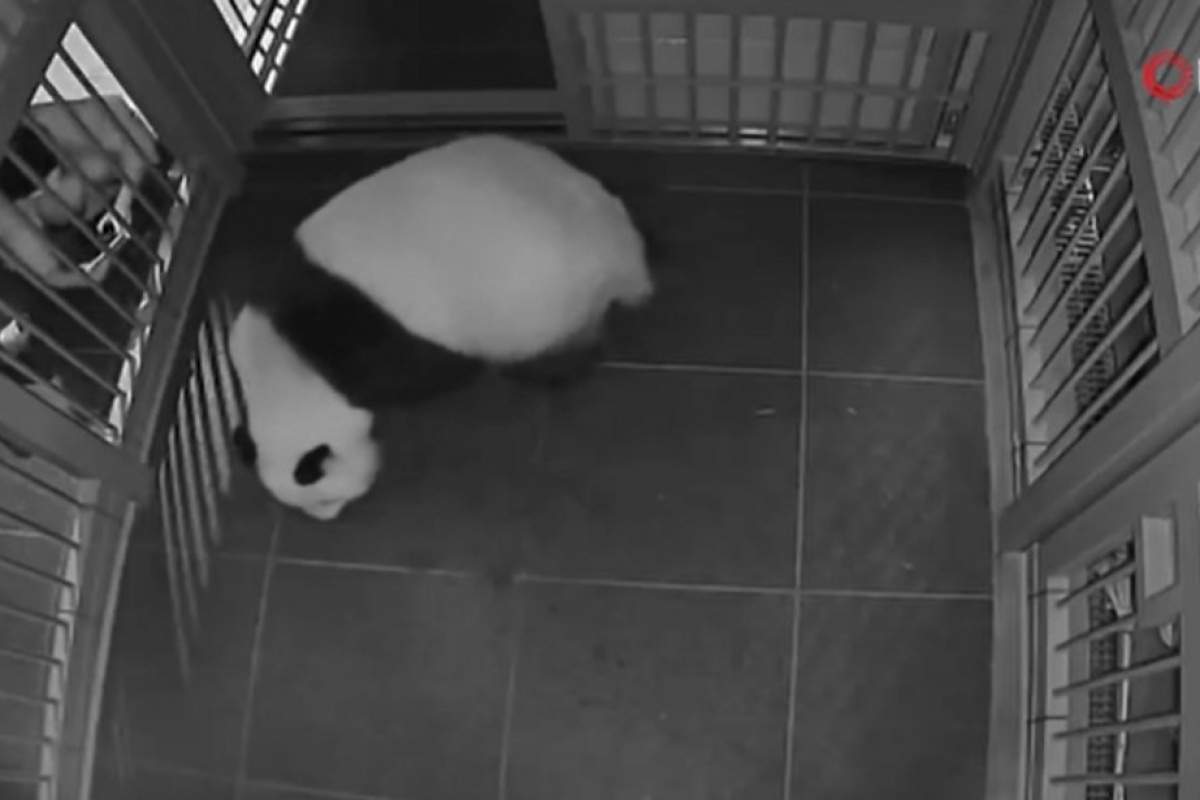 Japonya’da panda ikiz bebek dünyaya getirdi