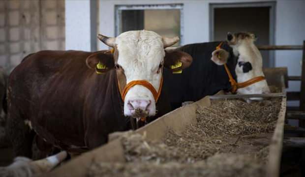 Kızılay, 2021 kurban vekalet fiyatlarını belirledi