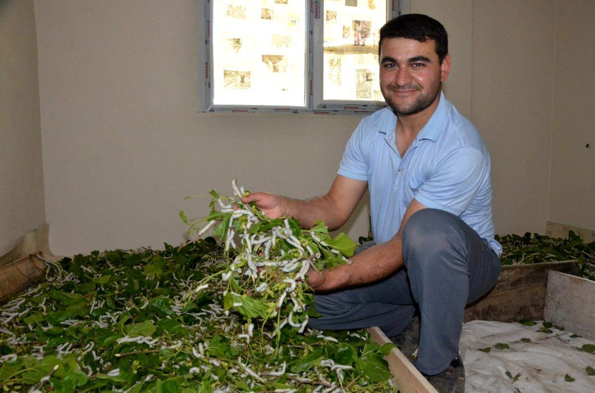 Merakla başladı, 40 bin ipekböceğine ulaştı