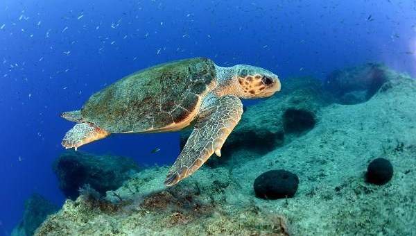 Caretta Carettalar, Antalya Körfezi’ni istiladan koruyor