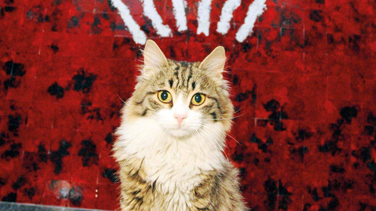 CHP’nin Genel Merkez’le yaşıt kedisi Şero iyileşti
