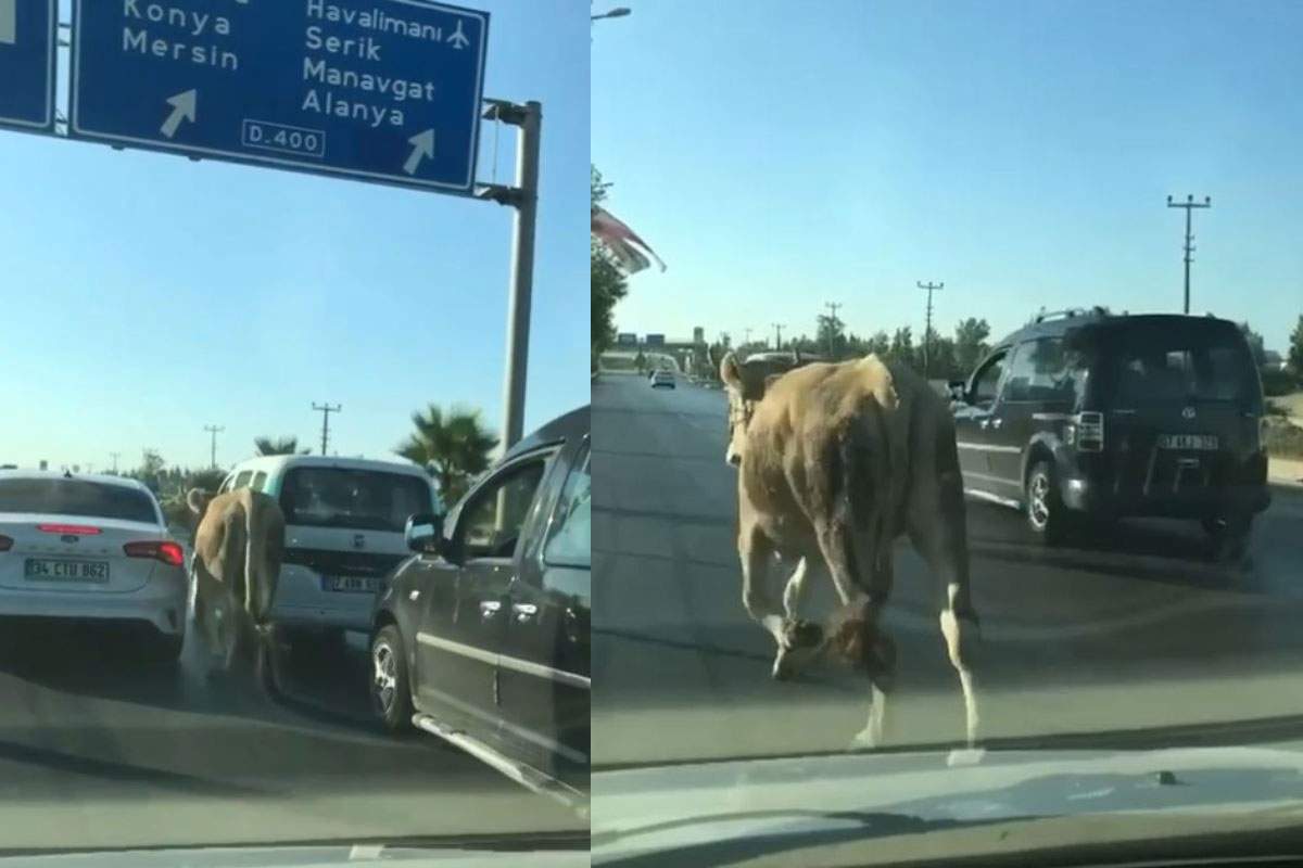 Antalya’da firari dana araç trafiğinde ilerledi