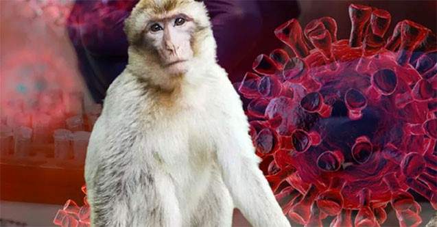 Çin, ‘Monkey B’ virüsünden ilk can kaybını bildirdi