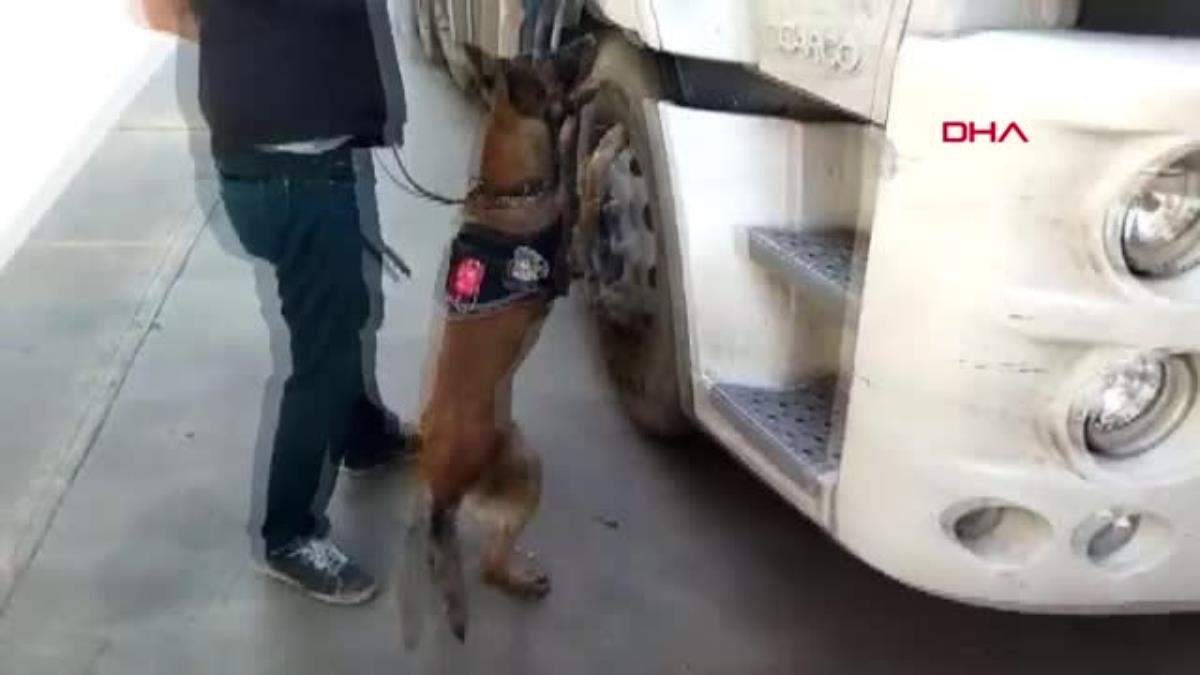 KAMYONDAKİ UYUŞTURUCU HAPLARI NARKOTİK KÖPEĞİ HARLEY BULDU