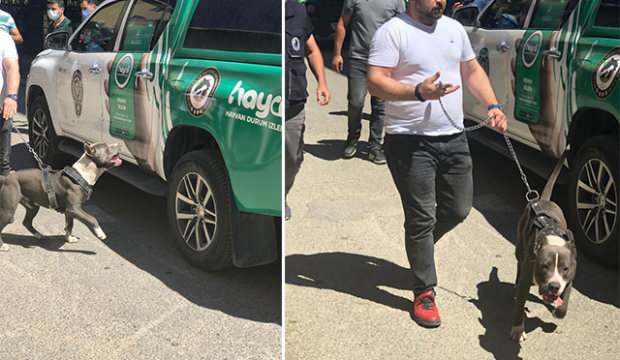 Kartal’da çocuğa saldıran pitbullun sahipleri gözaltına alındı