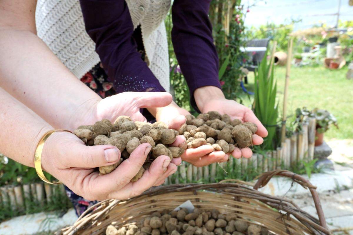 Kilogramı 750 TL yi bulan salep Buca da üretilecek