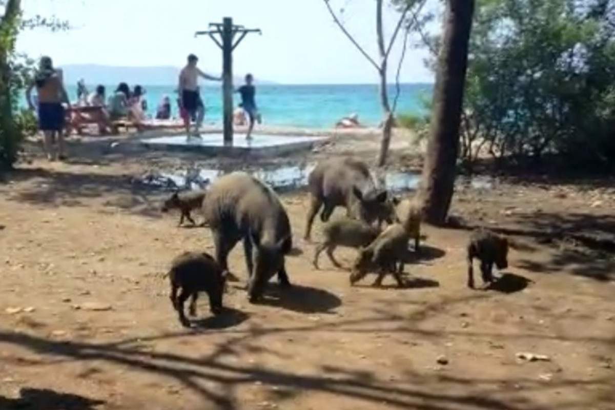 Milli Park’taki domuzlar tatilcilerin arasında dolaşmaya başladı