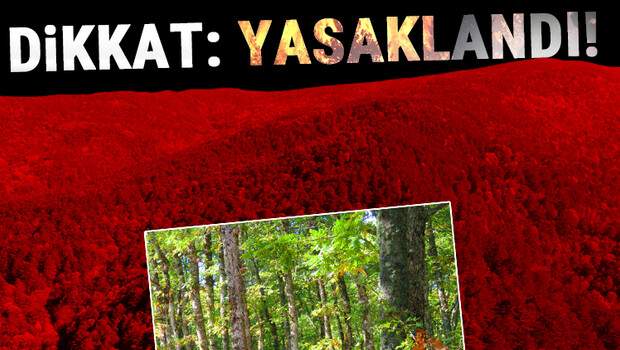 Son dakika.. İstanbul Valiliği ormanlara girişi yasakladı