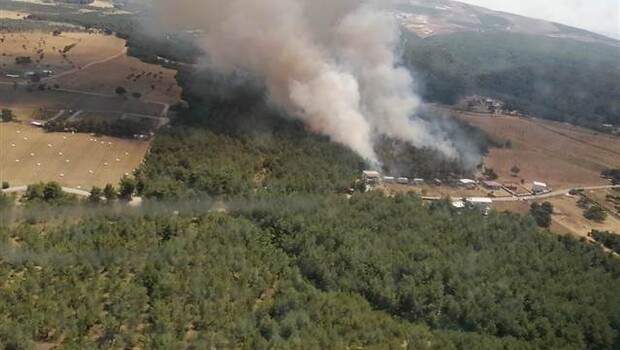 Son dakika… İzmir Bornova’da orman yangını