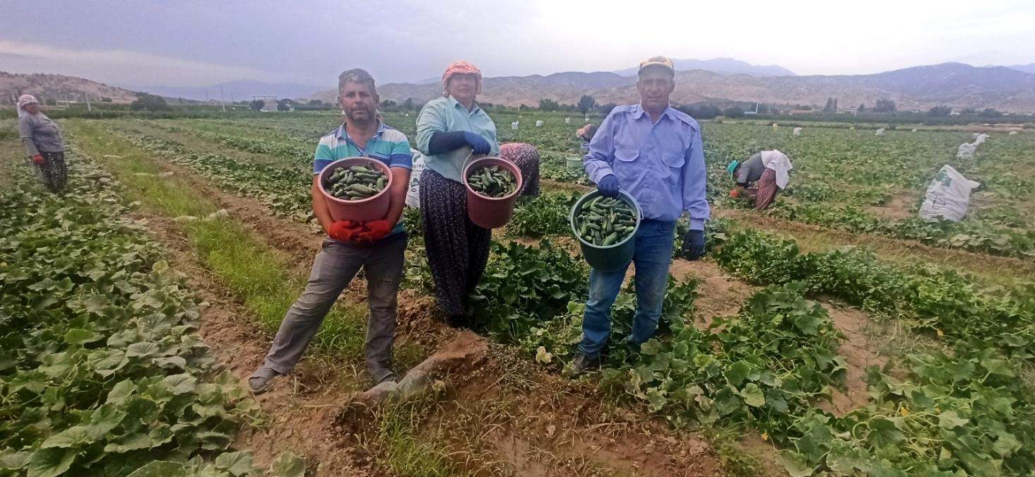 Turşuluk salatalıkta ikinci sezon