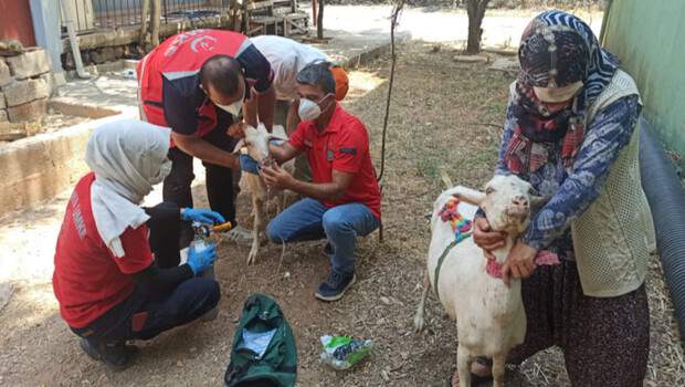 Yangından etkilenen keçilere UMKE ekipleri müdahale etti