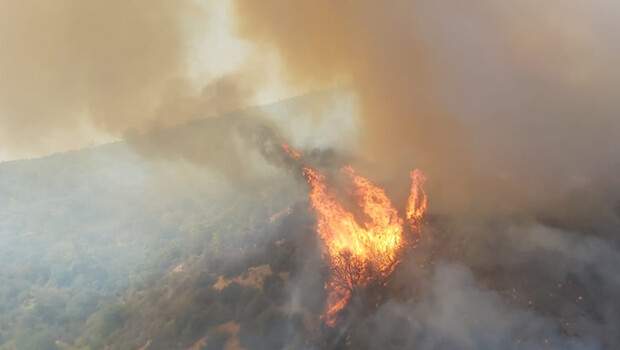 Son dakika! Bodrum ve Milas’ta orman yangını