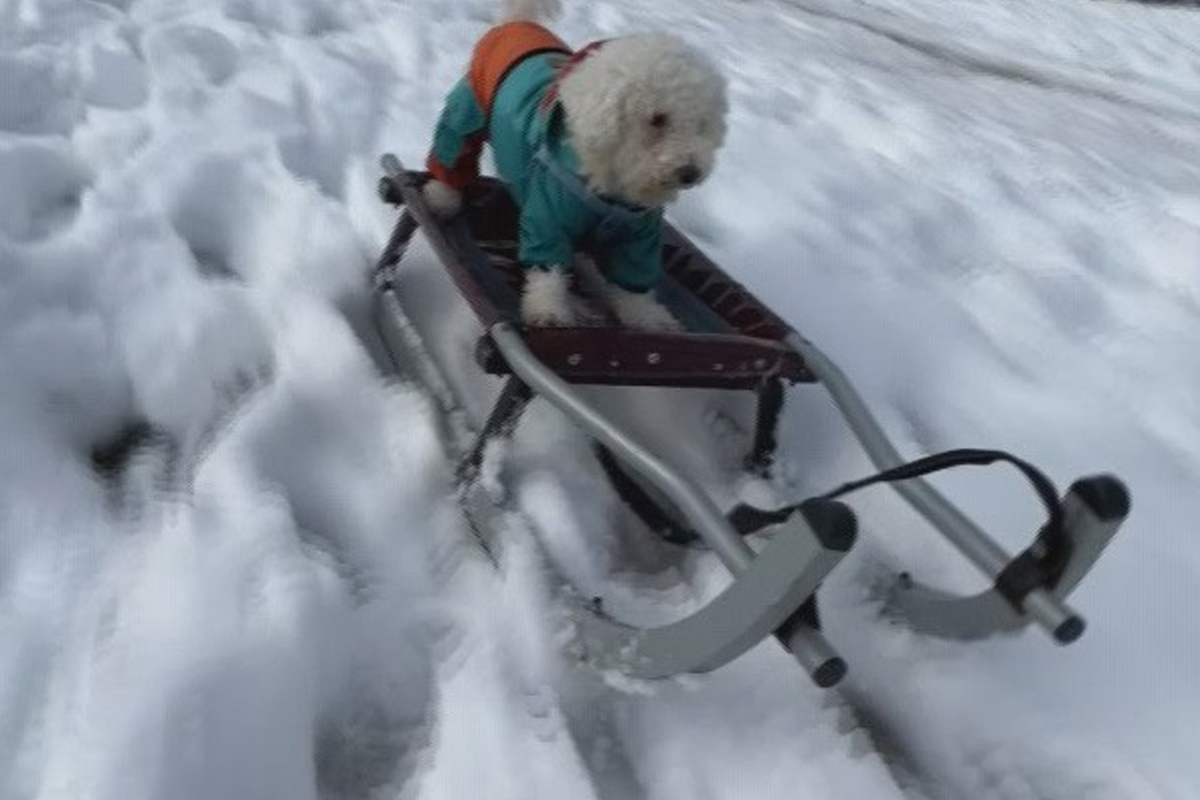 İstanbul’da köpeğin karda kayak keyfi