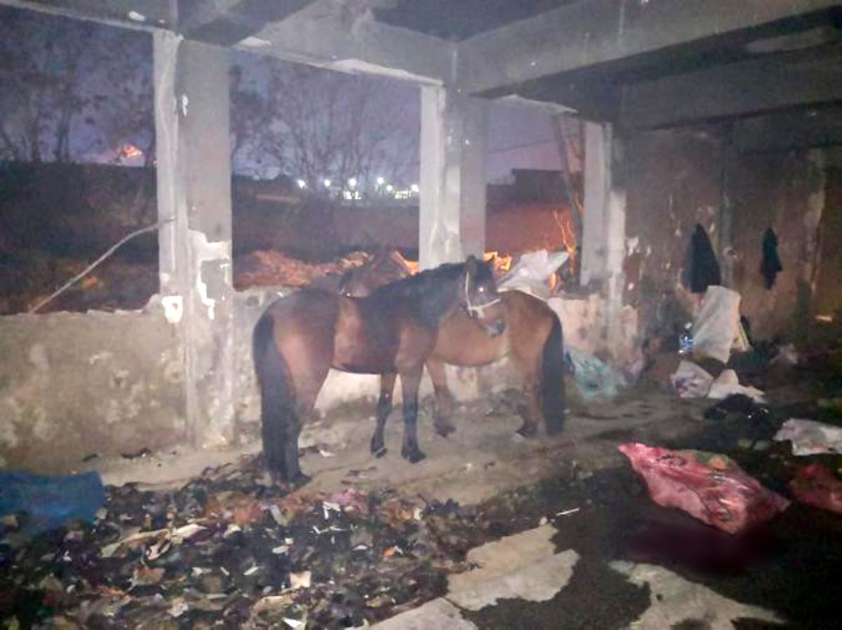 İzmir de kaçak kesime baskın: Katır ve eşekler kurtarıldı, 6 hayvanı katletmişler