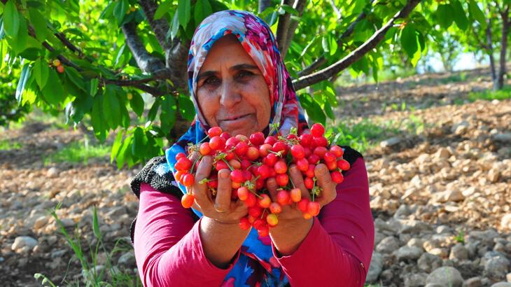 Manisa’da sezonun ilk kirazı 700 TL’den satıldı