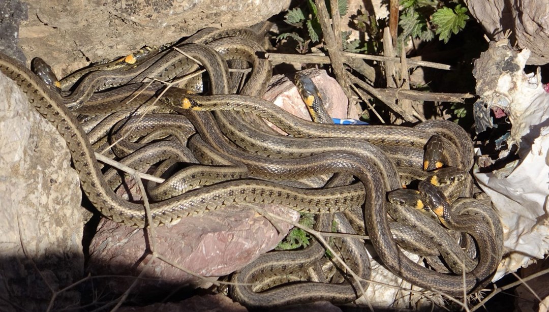 Yüksekova’da sürü halindeki yılanlar Brezilya’nın ‘Yılan Adası’nı andırıyor