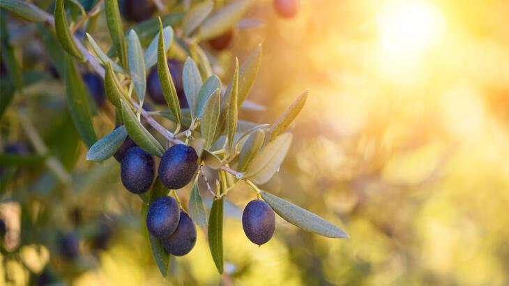 Zeytin ihracatı rekora koşuyor