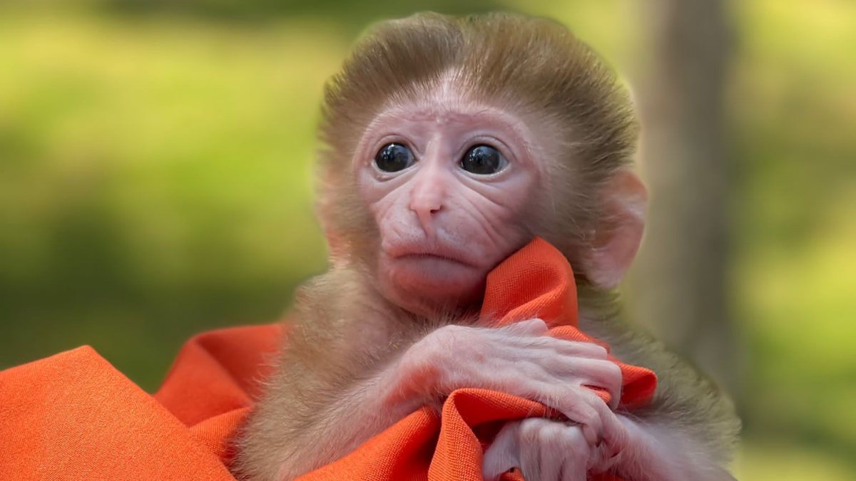 İstanbul’daki yavru maymun hayvanat bahçesinin maskotu oldu