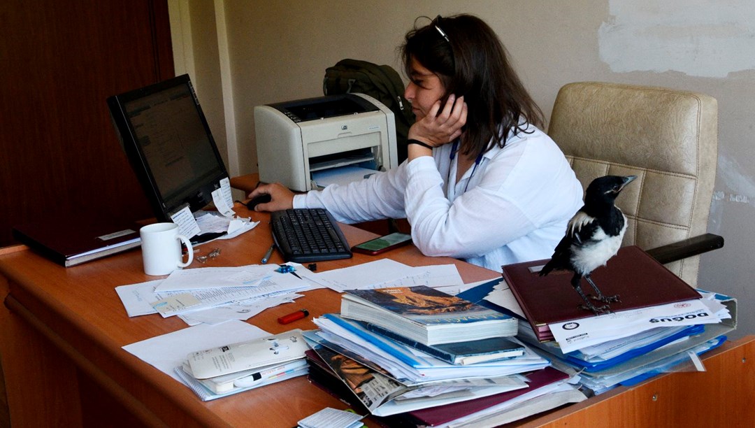 Yavru kargayı yanından ayırmıyor