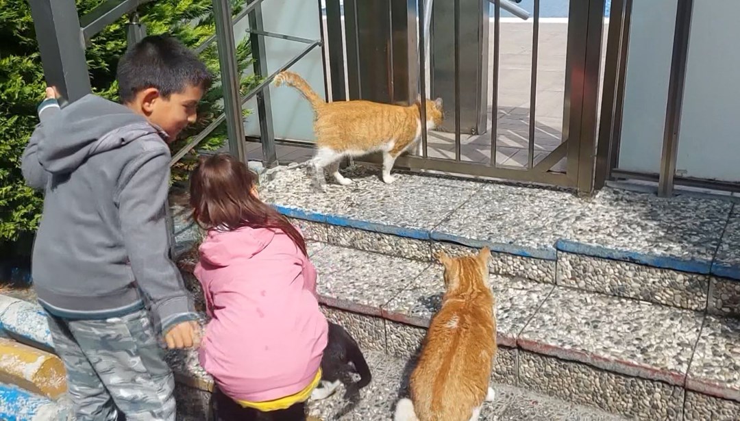 Avcılar’da kedilere su veren 6 yaşındaki çocuğa site yönetiminden para cezası