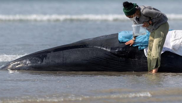 Avustralya’da karaya vuran 230 balinadan 32’si kurtarıldı