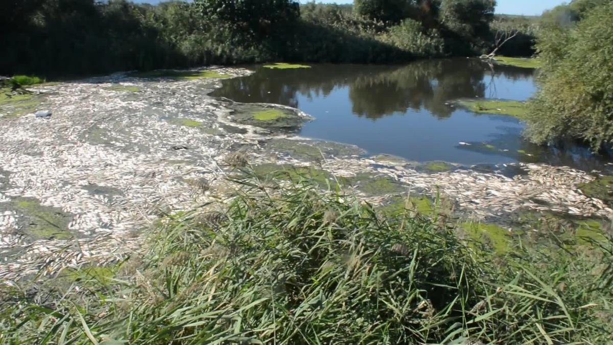 Bakırçay’da Çevre Faciası: Nehrin Üzeri Ölü Balıklarla Kaplandı