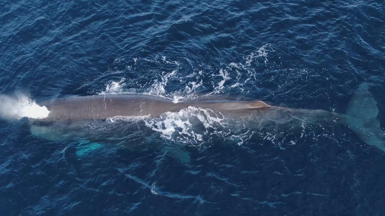 Avustralya’da karaya vuran kaşalot balinaları öldü