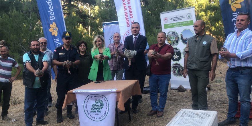 Kemalpaşa’da 175 kınalı keklik doğaya bırakıldı