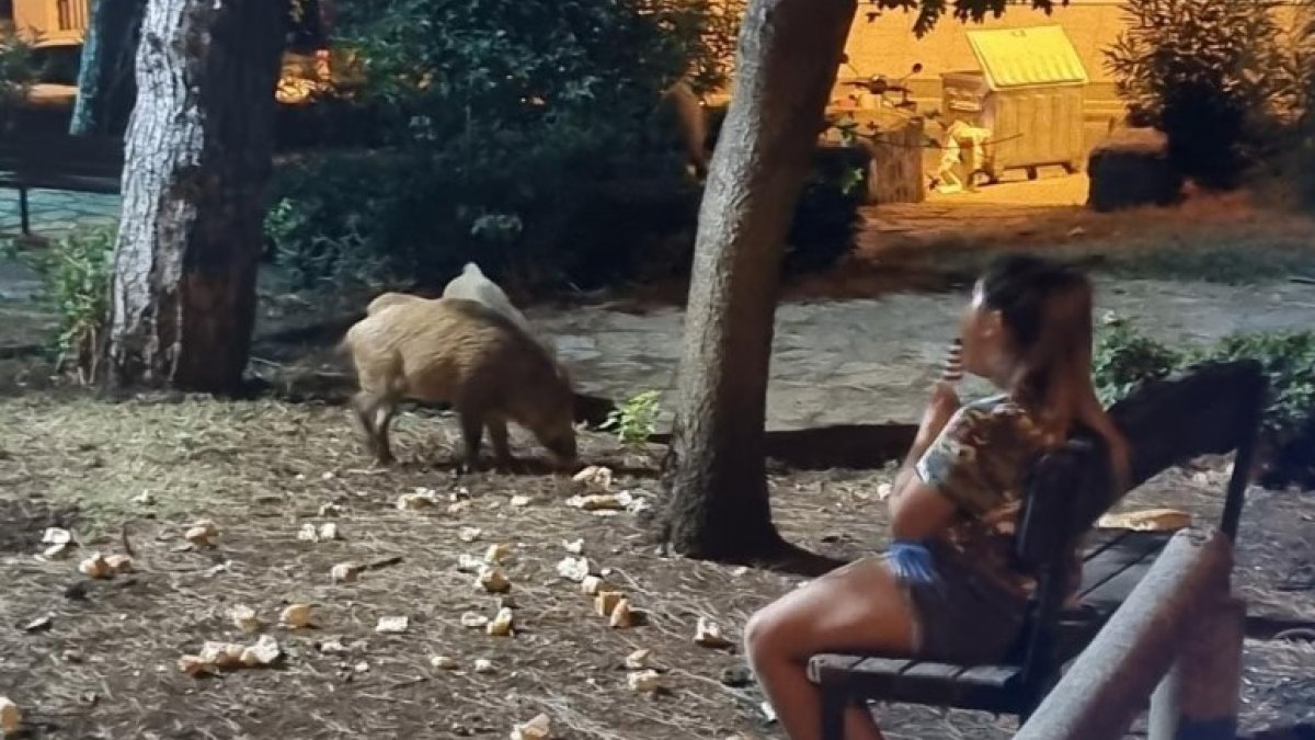 Marmaris’te küçük kız, domuzlar yemeklerini yesin diye bankta onları bekledi