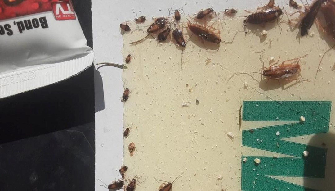 Cadılar Bayramı’nda hamam böceği sürprizi: İlçenin her tarafını sardılar