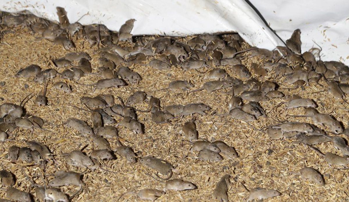 Hindistan polisi: Ele geçirilen 200 kilo esrarı fareler yedi
