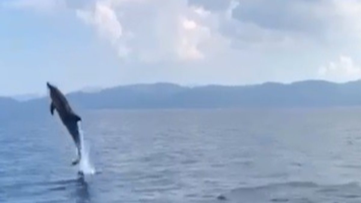 Muğla’da yunusların görsel şovu
