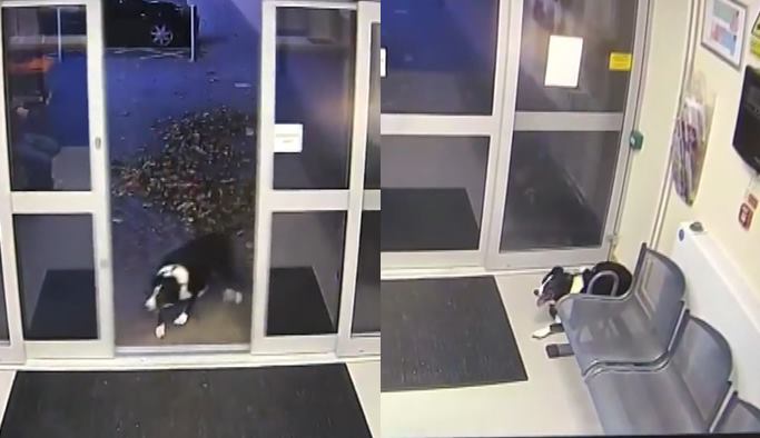 Sahibini kaybeden köpek, polise başvurdu