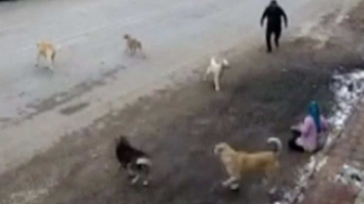 Konya’da yolda yürüyen kadın, başıboş köpeklerin saldırısına uğradı
