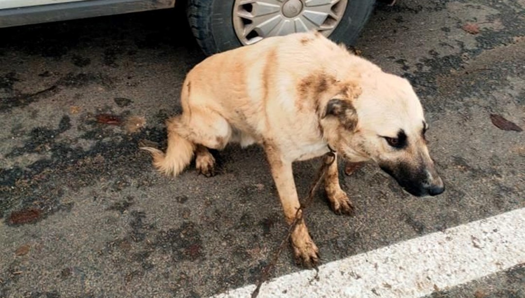 Köpeğini sopayla döven kişi hakkında soruşturma