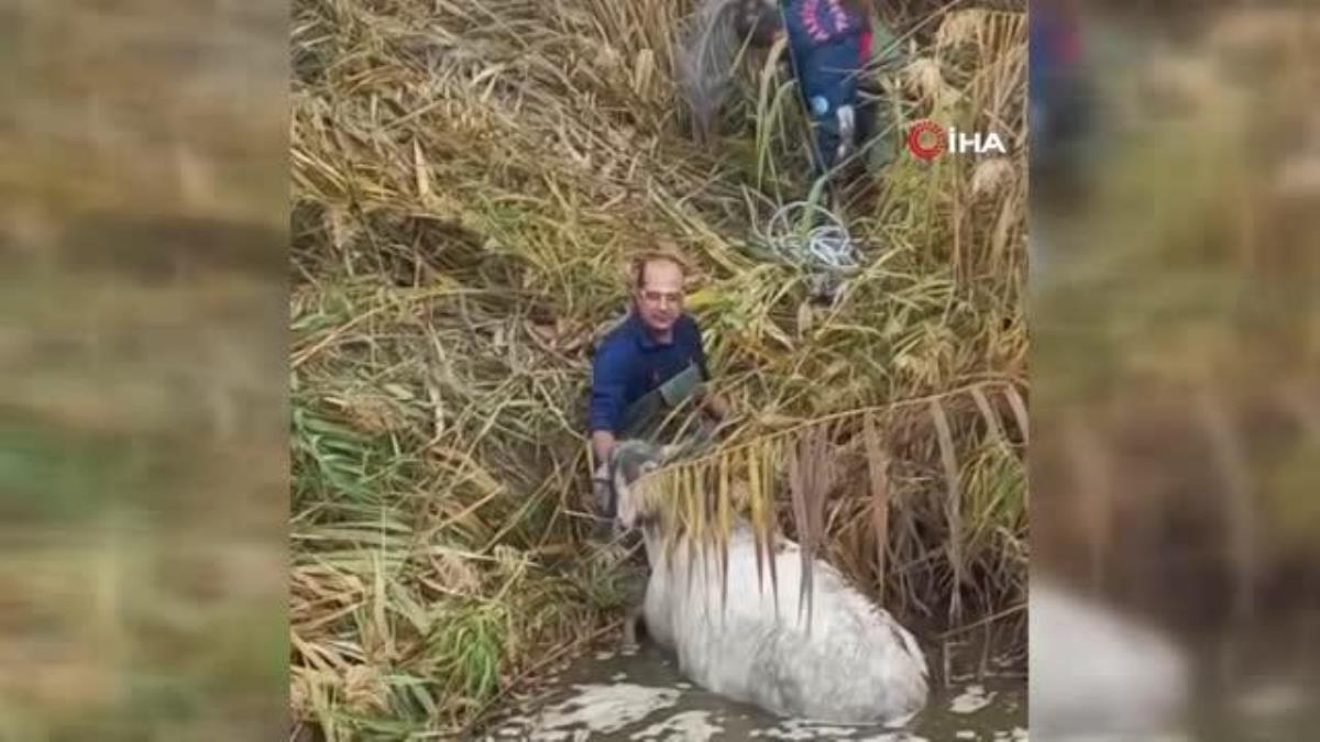 Manisa’da dereye düşen atı itfaiye böyle kurtardı