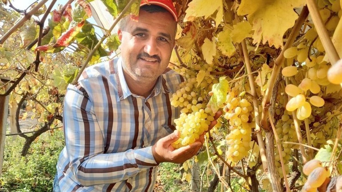 Manisa’da üzüm mesaisi yaz-kış devam ediyor