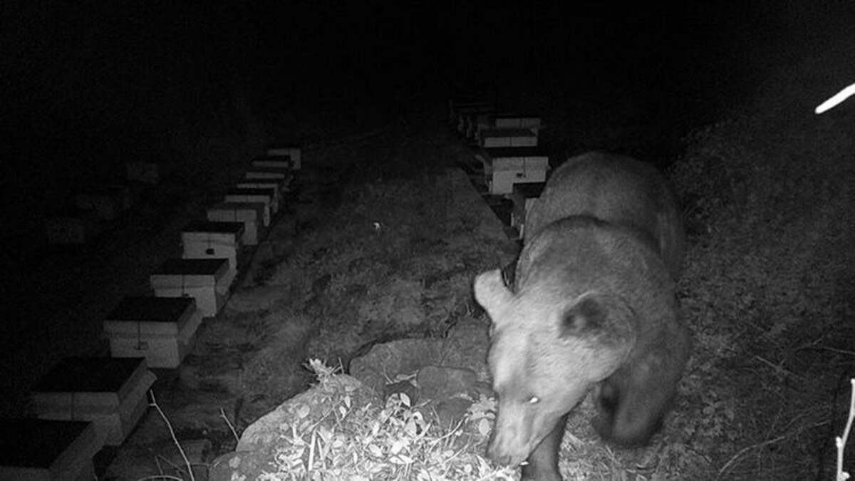 Balıkesir’de arı kovanlarını parçalayan ayı, fotokapanla görüntülendi